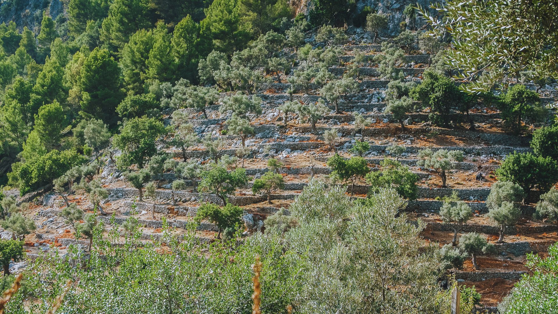 Agricultural Techniques in the Cyclades Managing Soil Salinity and Erosion Agricultural Techniques in the Cyclades: Managing Soil Salinity and Erosion