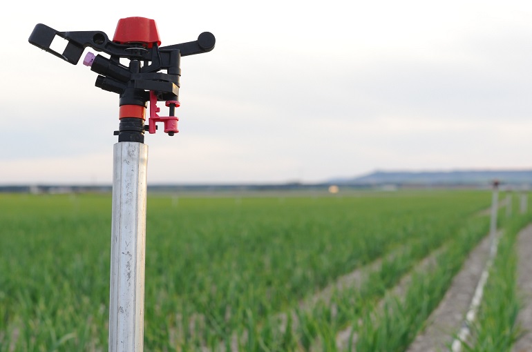 Besoin en eau de l’ail et système d’irrigation