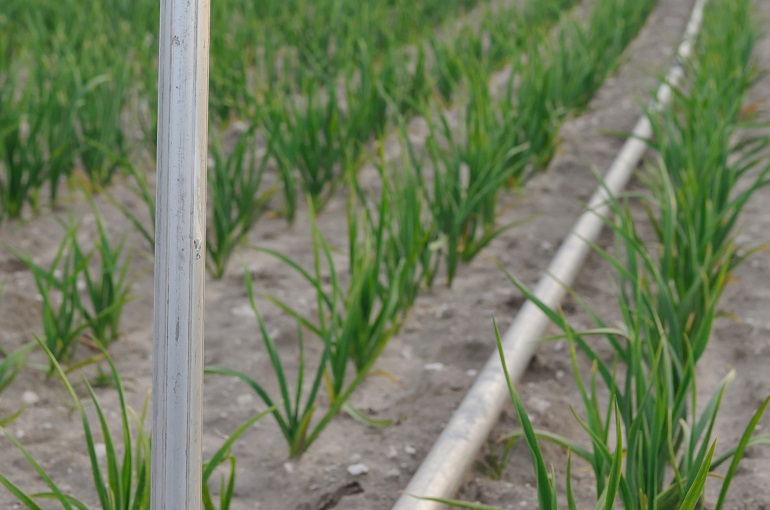 Besoins de fertilisation de l’ail