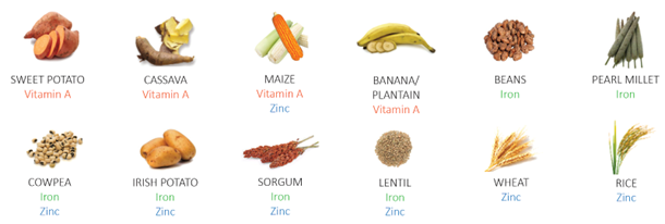 Biofortificación: una solución sostenible al hambre y la desnutrición ocultas
