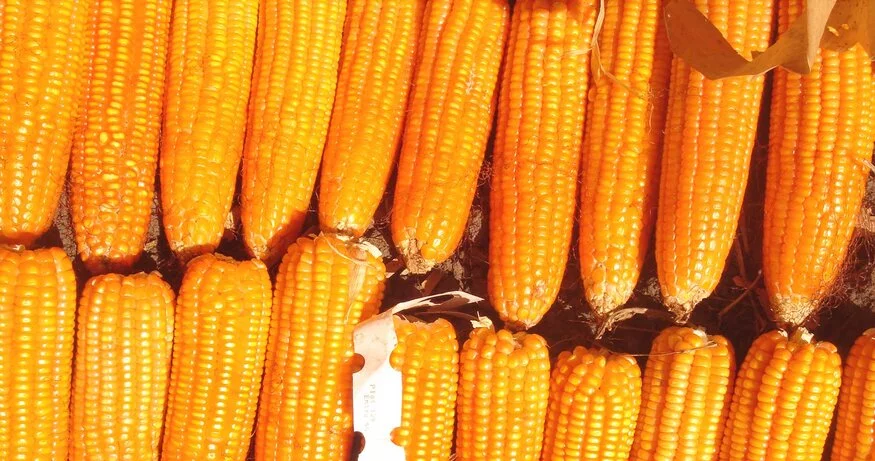 Biofortificación: una solución sostenible al hambre y la desnutrición ocultas
