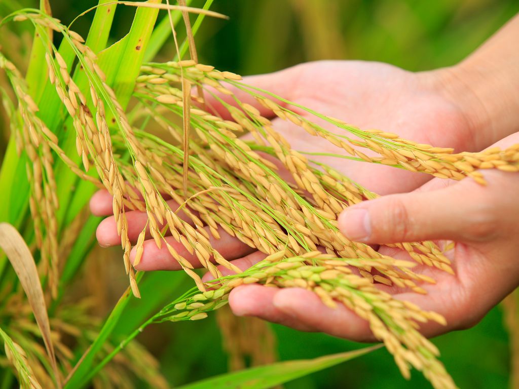 Biofortificación: una solución sostenible al hambre y la desnutrición ocultas