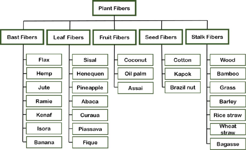 Comprehensive Guide to Plant Fibers: Types, Properties, and Examples ...