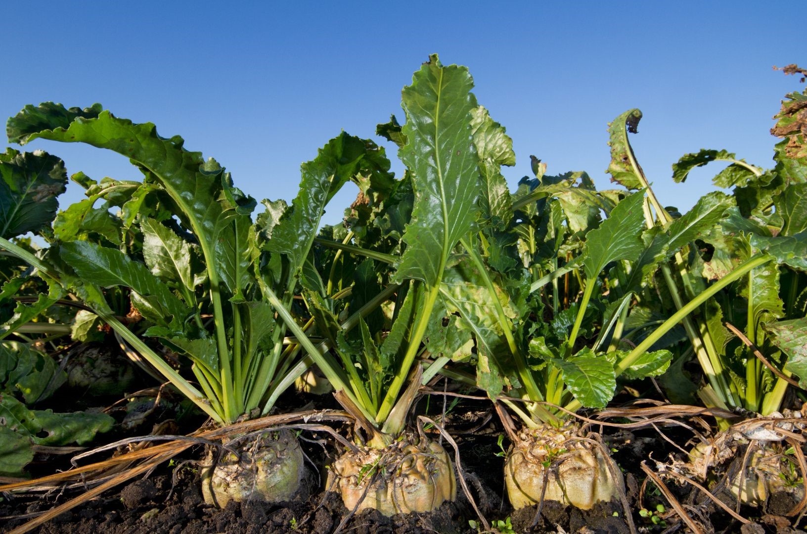 Comprehensive Guide to Sugar Beet Diseases and Management Strategies Comprehensive Guide to Sugar Beet Diseases and Management Strategies