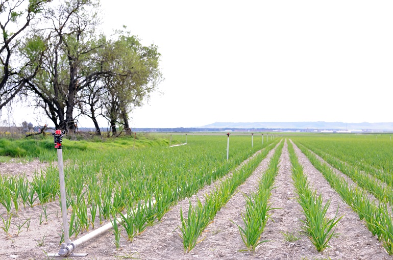 Conditions des sols, préparation du sol, et plantation de l’ail