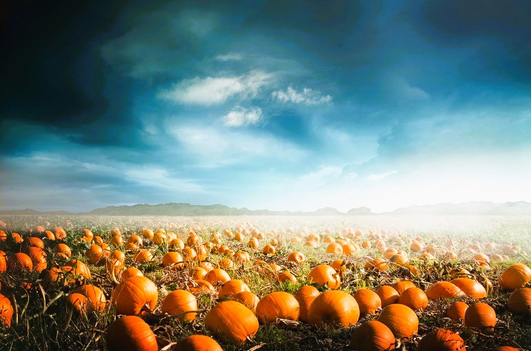 Cultiver des citrouilles à extérieur pour en tirer profit - Guide complet de la culture du début à la fin