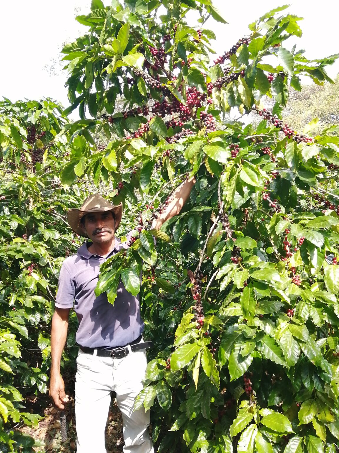 Información sobre el cafeto - la morfología de las hojas de la Coffea arabica
