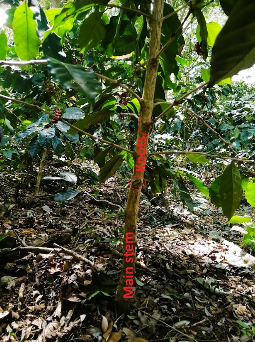 Información sobre el cafeto - la morfología de las hojas de la Coffea arabica