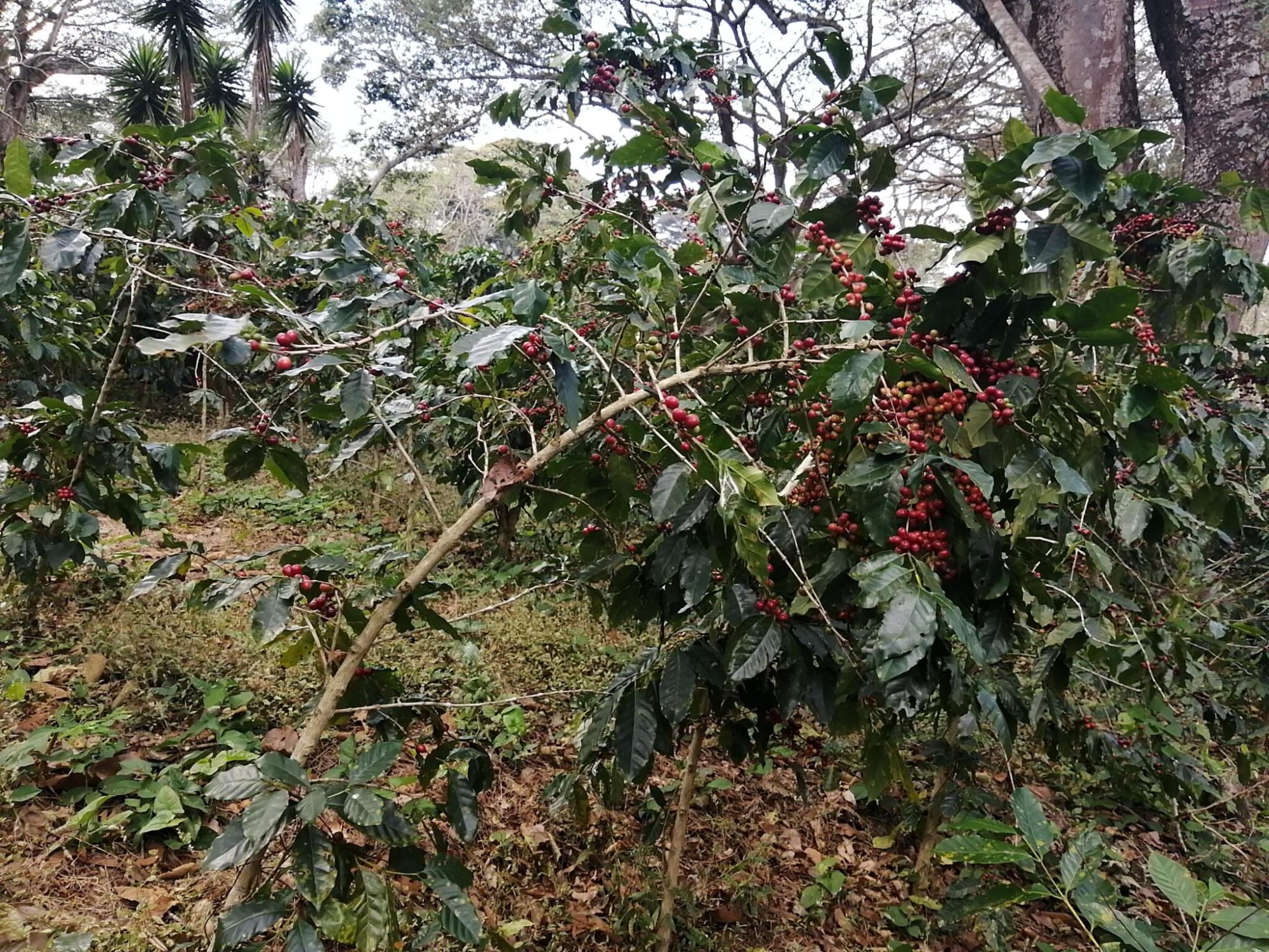 Información sobre el cafeto - la morfología de las hojas de la Coffea arabica