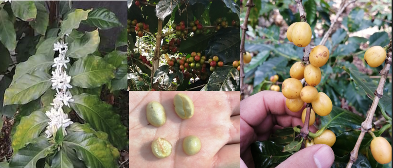 Información sobre el cafeto - la morfología de las hojas de la Coffea arabica