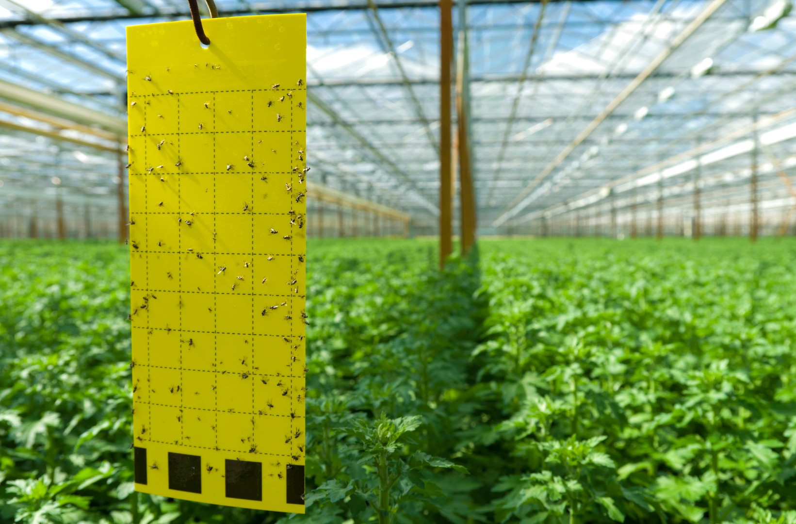 Integrated Pest & Disease Management in Greenhouses: A Comprehensive Guide