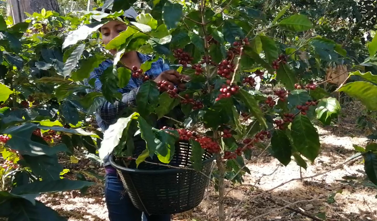 La cosecha del cafeto – recolectar las cerezas del café