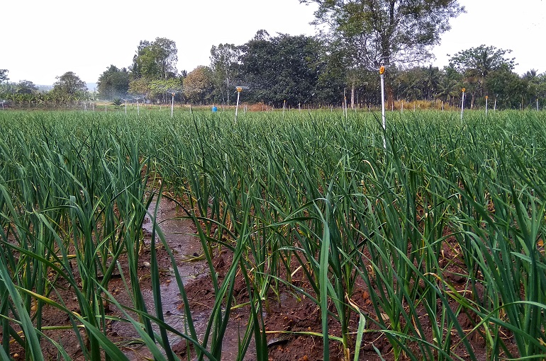 Les pestes et maladies de l’ail