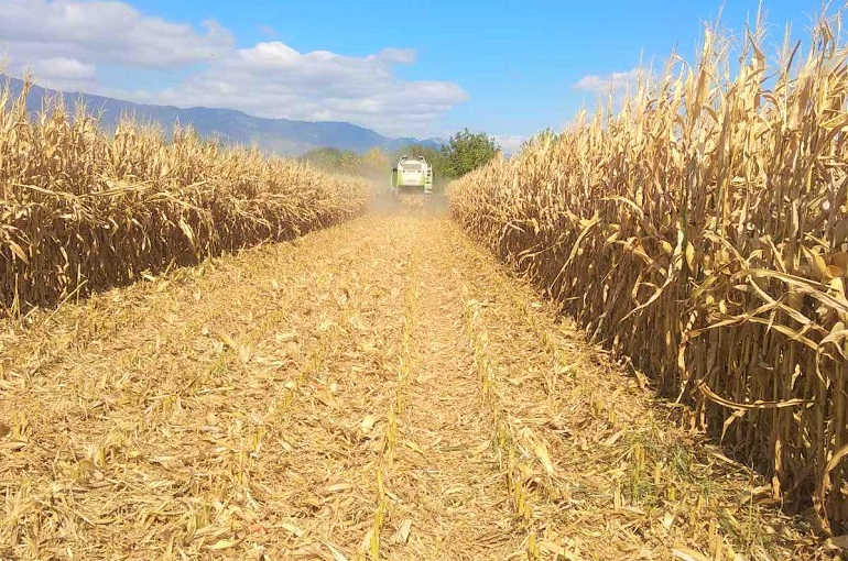 Năng suất, thu hoạch và xử lý ngô sau thu hoạch