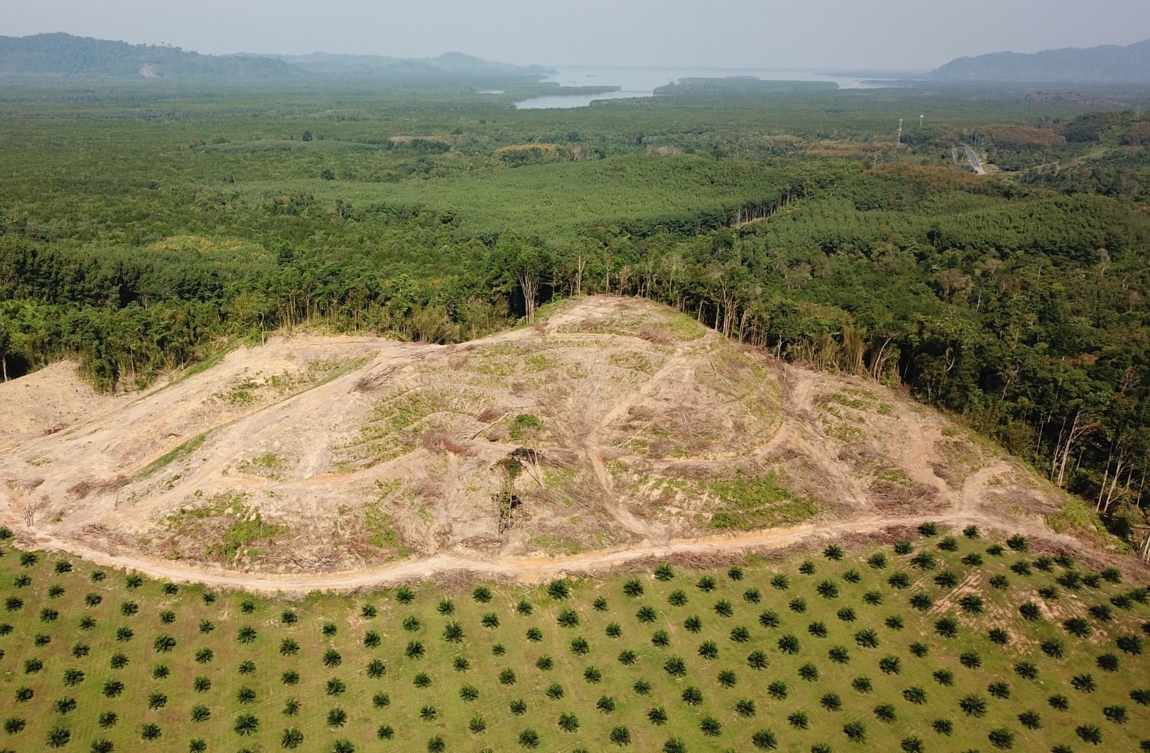 Qu’est-ce que la déforestation?