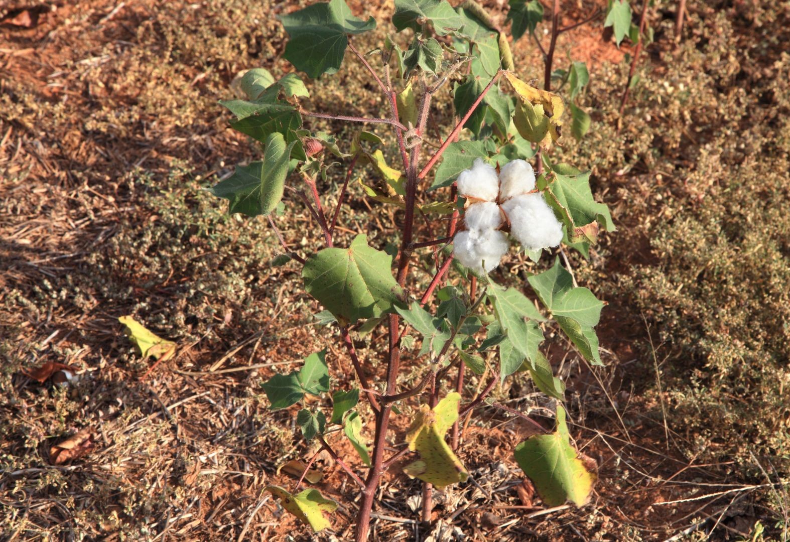 Qu’est-ce que la tolérance des plantes (à un pathogène ou à un facteur abiotique)?