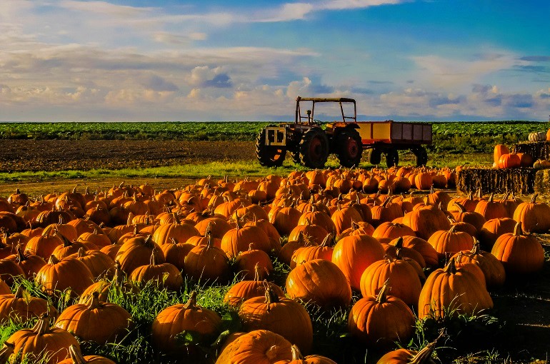 Rendement, récolte et stockage de la citrouille