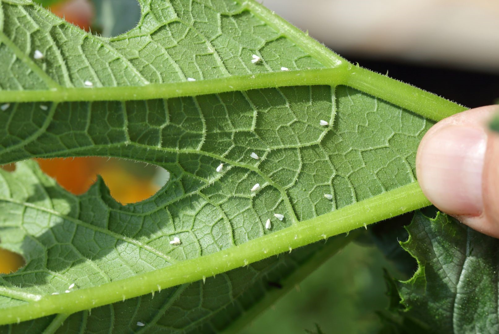 Un enfoque innovador para proteger los tomates y las cucurbitáceas de las epidemias víricas emergentes