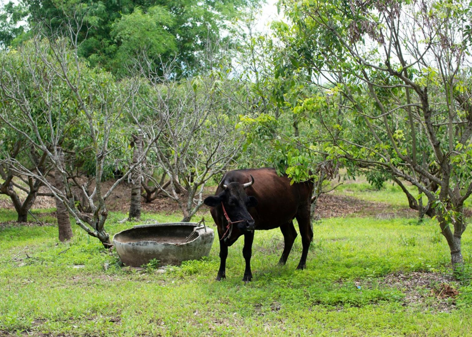 What is Biologically Integrated Farming Systems (BIFS)?