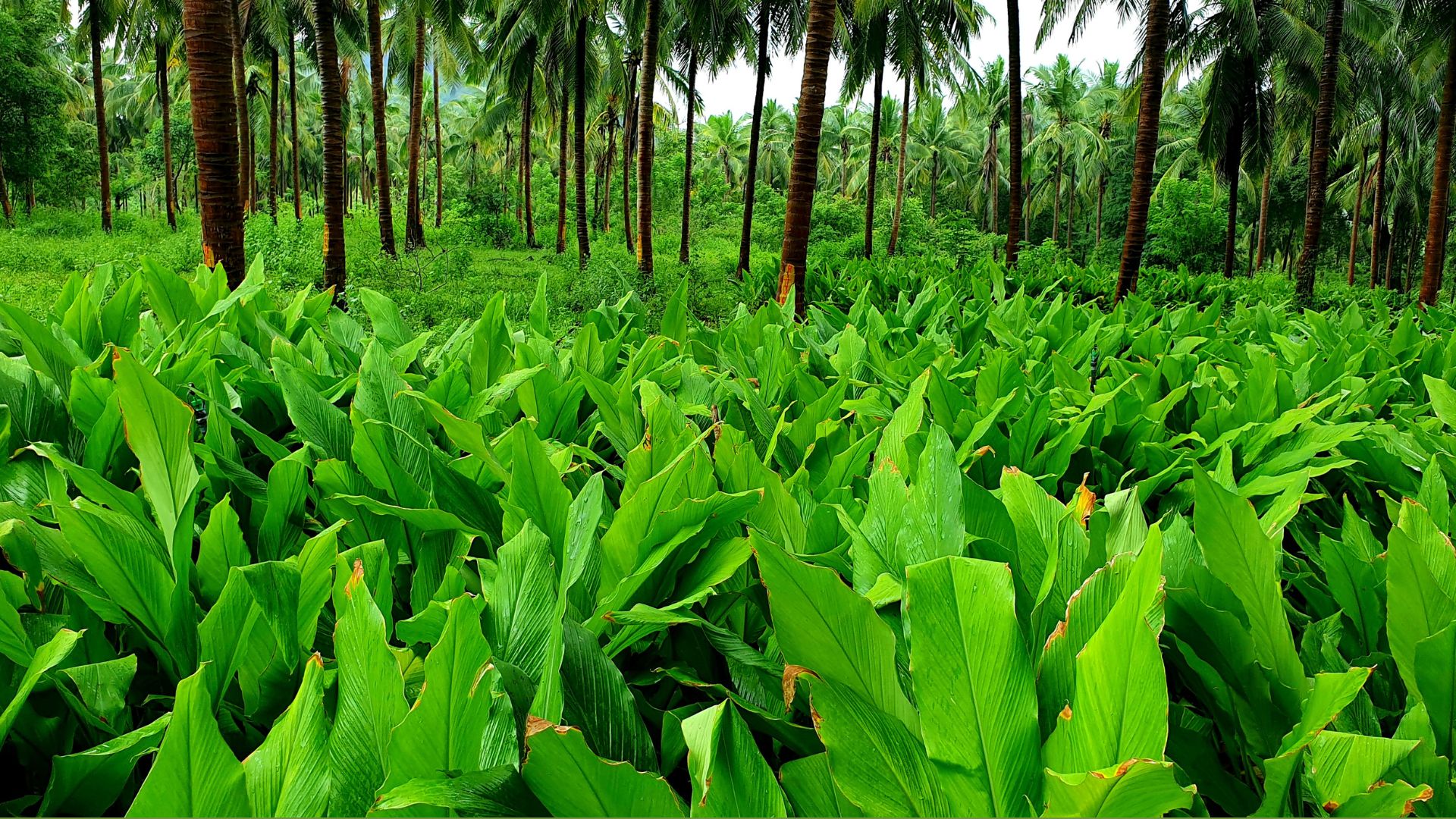 What are the Principle, Goals and Benefits of Sustainable Agriculture?