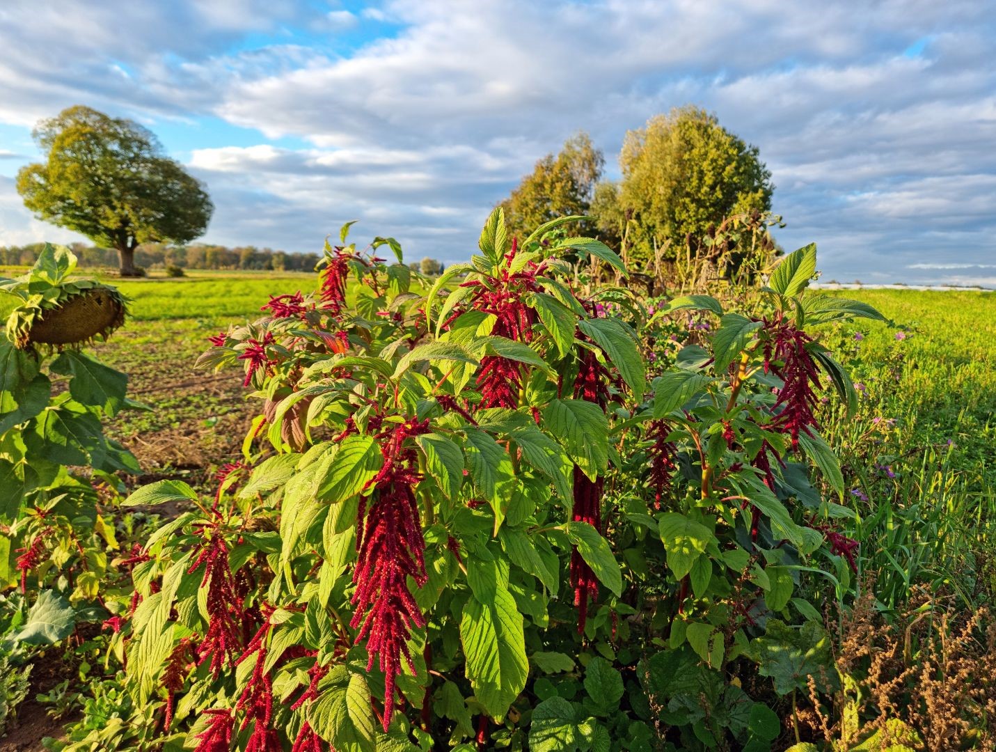 Amaranthus: Health Benefits and Cultivation Tips | Wikifarmer