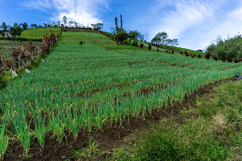 Leeks are ready for harvest متطلبات التربة للكراث، تحضير التربة، وزراعة الكراث