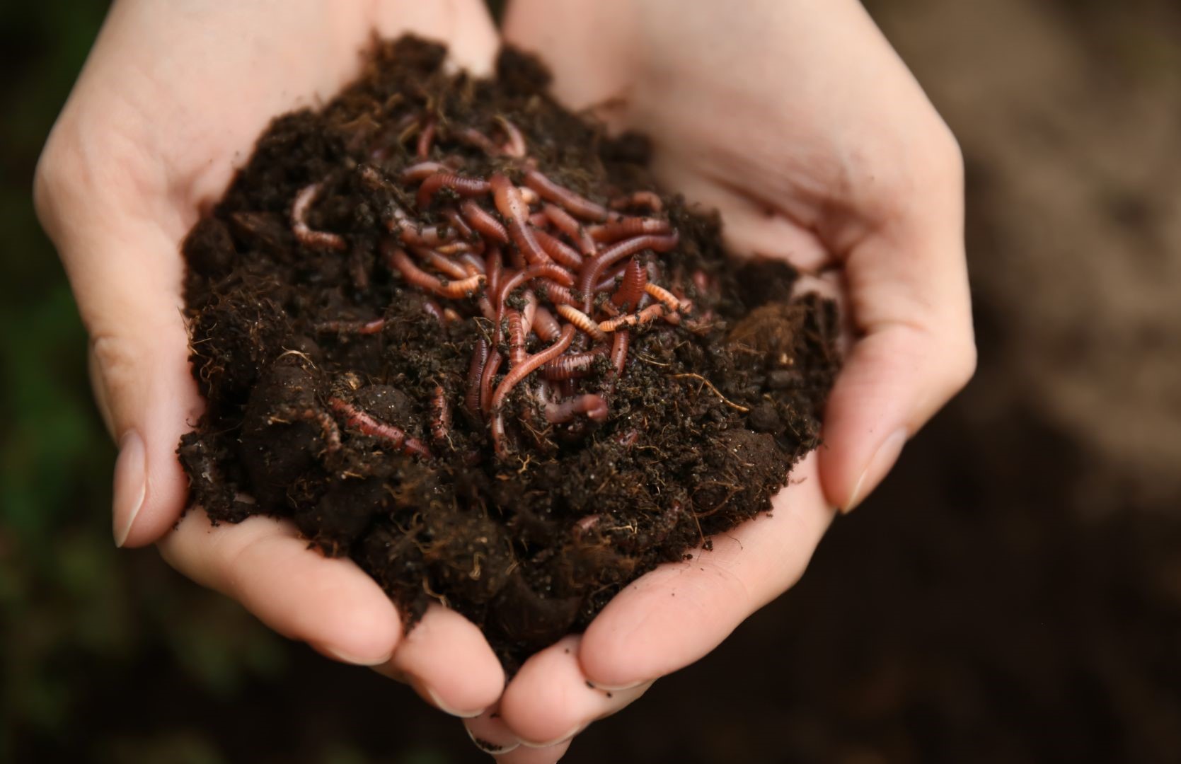 Che cos'è la materia organica del suolo?