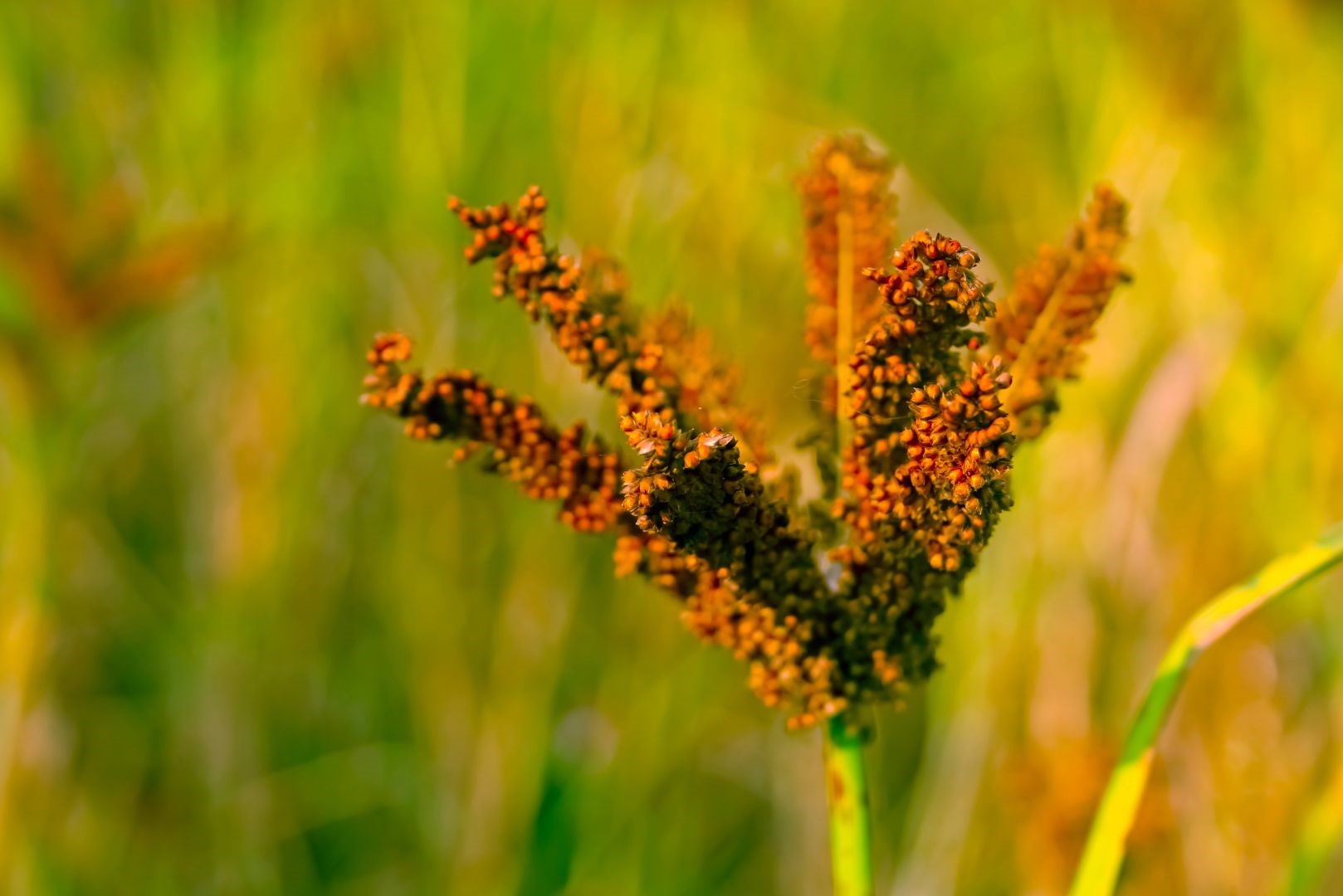 Finger millet fertilization