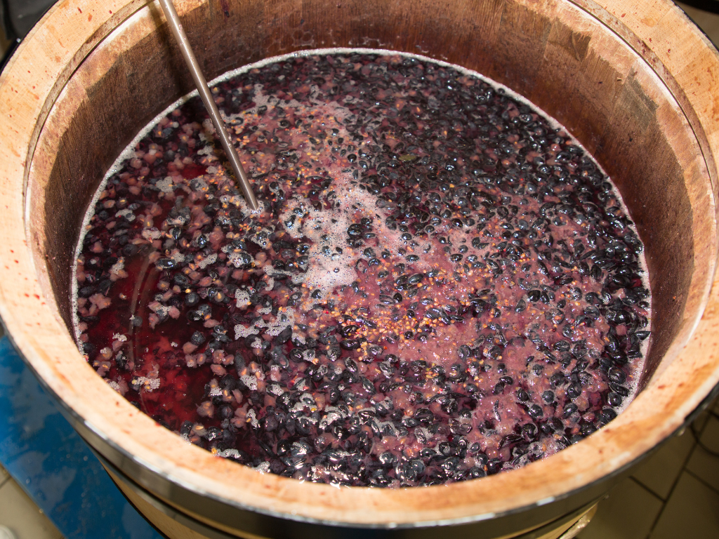 Microbios beneficiosos en la conservación de alimentos