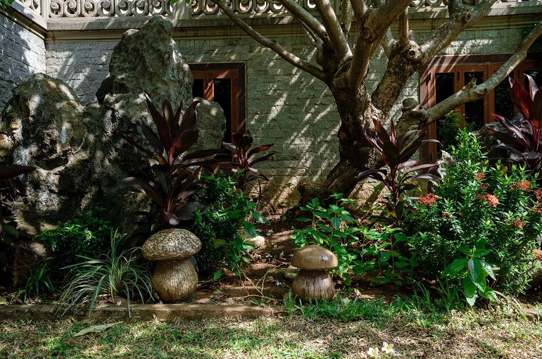 Plantas con flores que crecen y florecen a la sombra