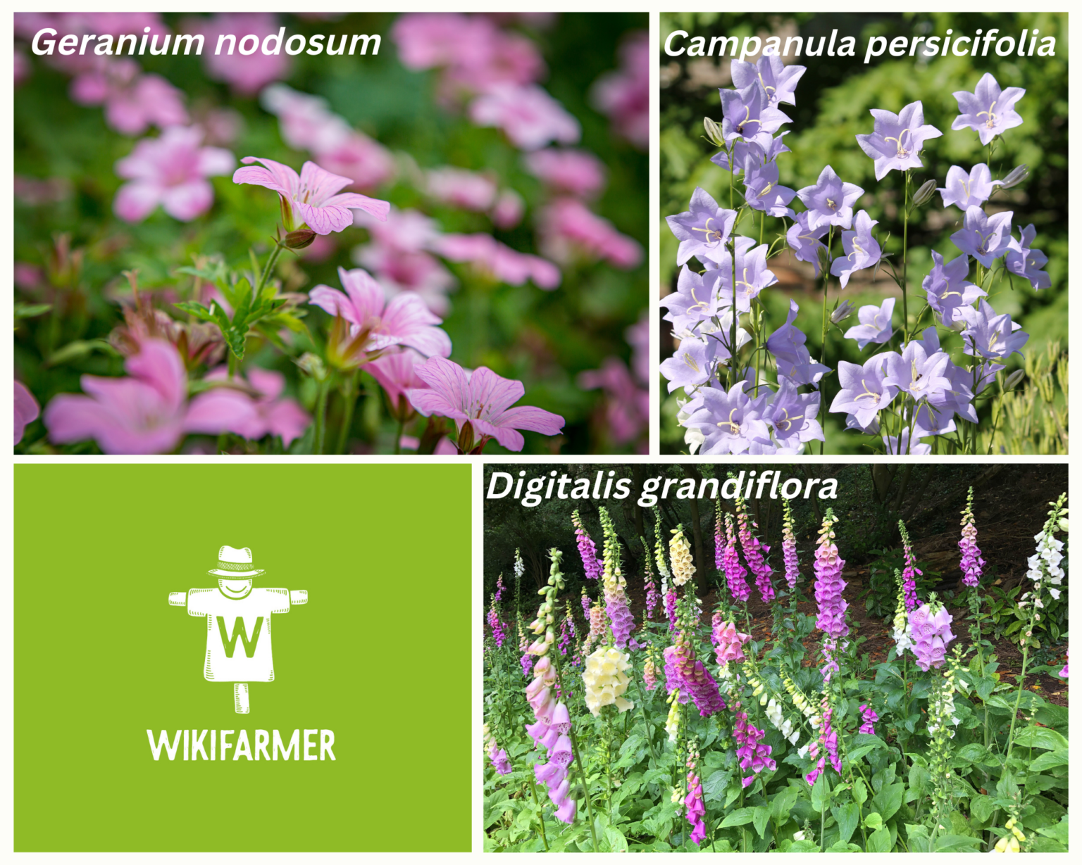 Plantas con flores que crecen y florecen a la sombra