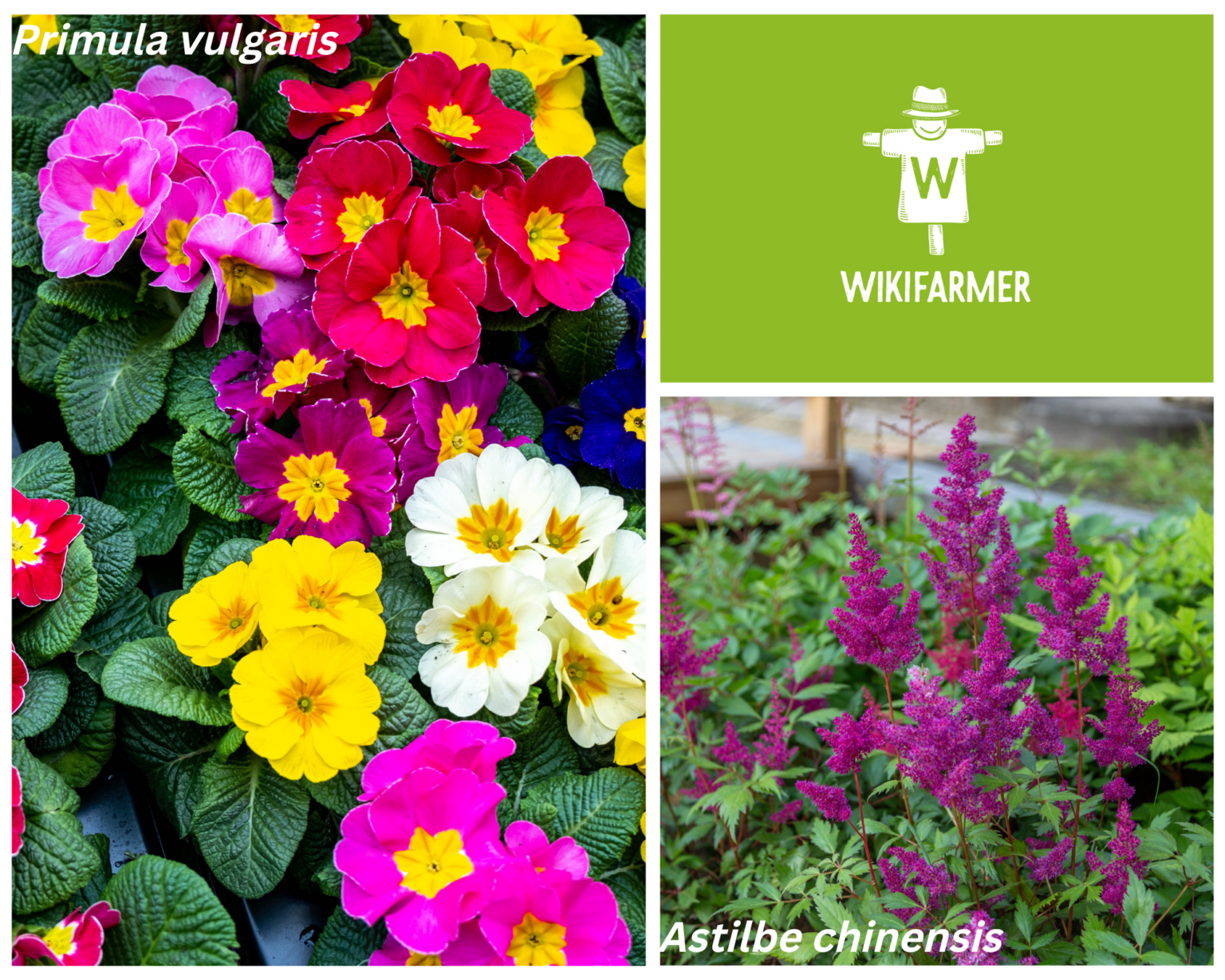 Plantas con flores que crecen y florecen a la sombra