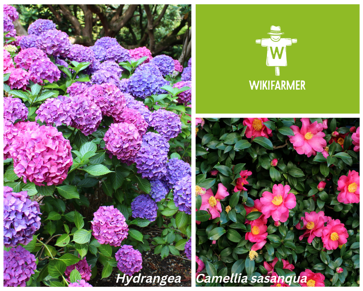 Plantas con flores que crecen y florecen a la sombra