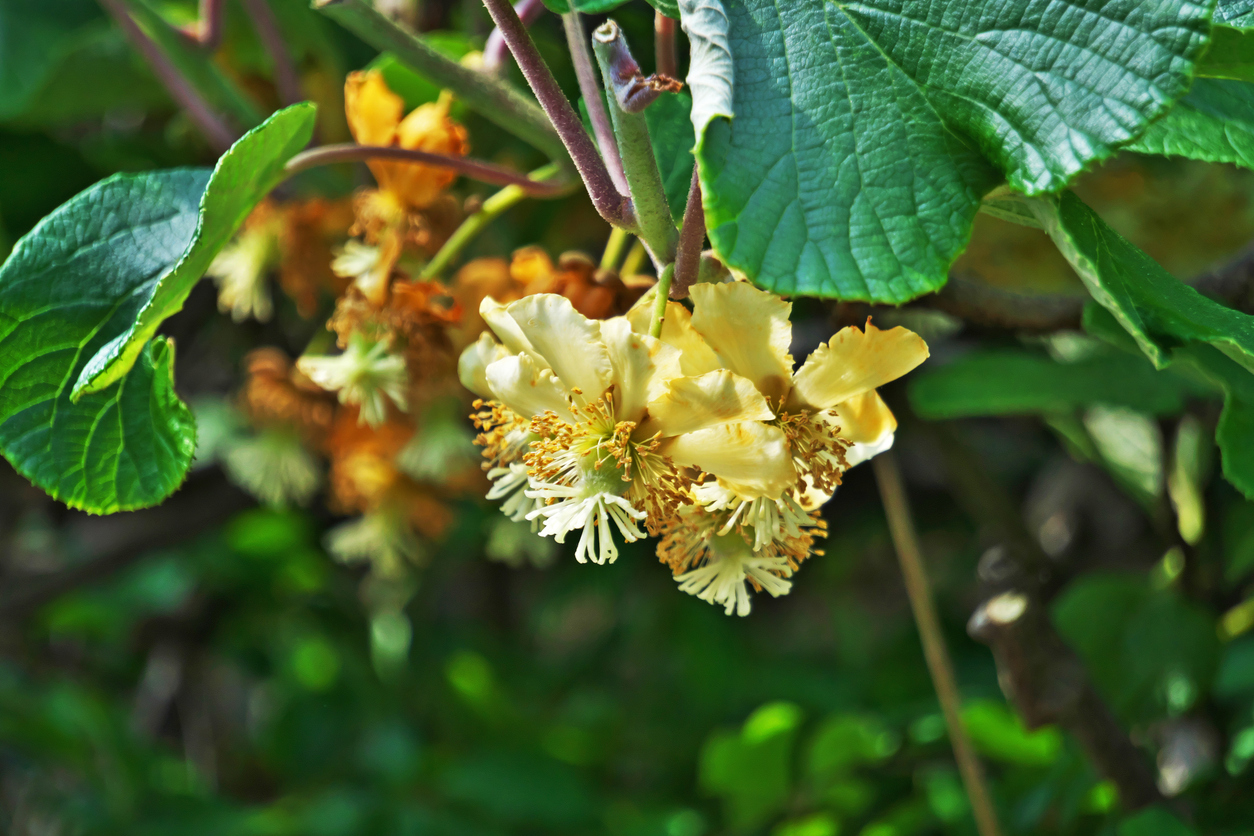 Propagación y polinización de la planta del kiwi