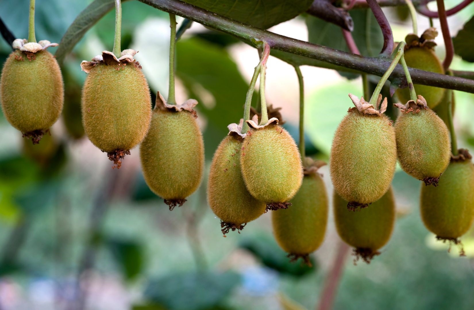 Requisitos del suelo, ambientales y cómo plantar kiwis