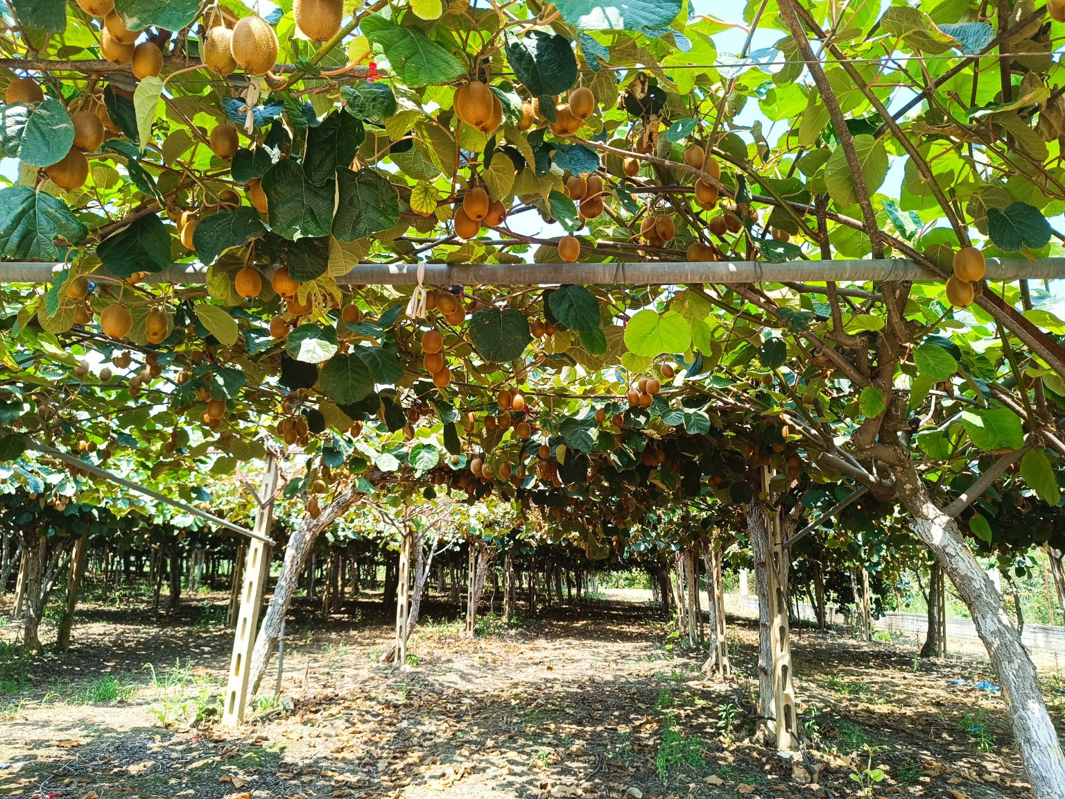 Requisitos del suelo, ambientales y cómo plantar kiwis