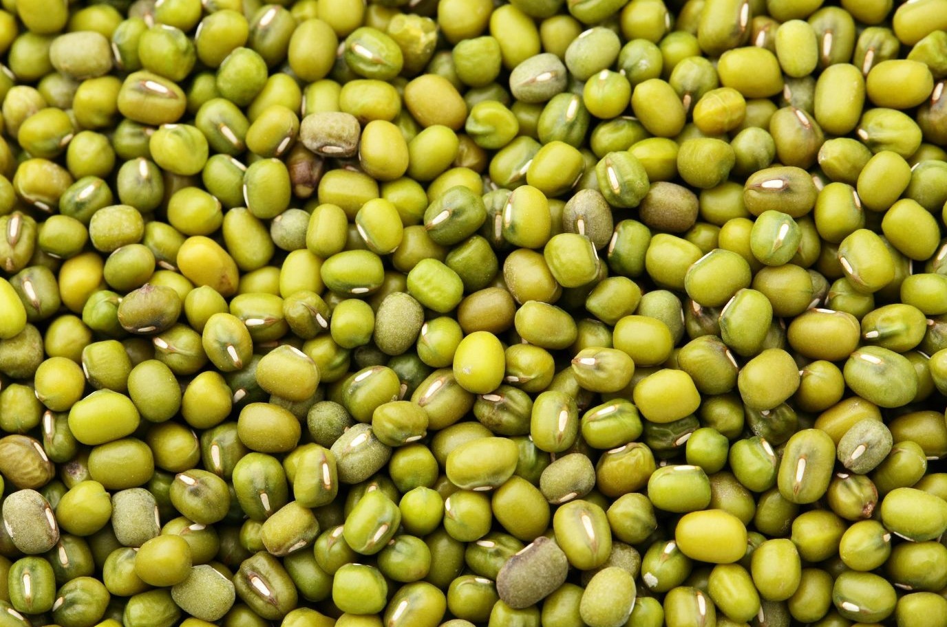 اللوبيا الذهبية معلومات عن النبات، استخداماته، قيمته الغذائية وفوائده الصحية اللوبيا الذهبية: معلومات عن النبات، استخداماته، قيمته الغذائية وفوائده الصحية
