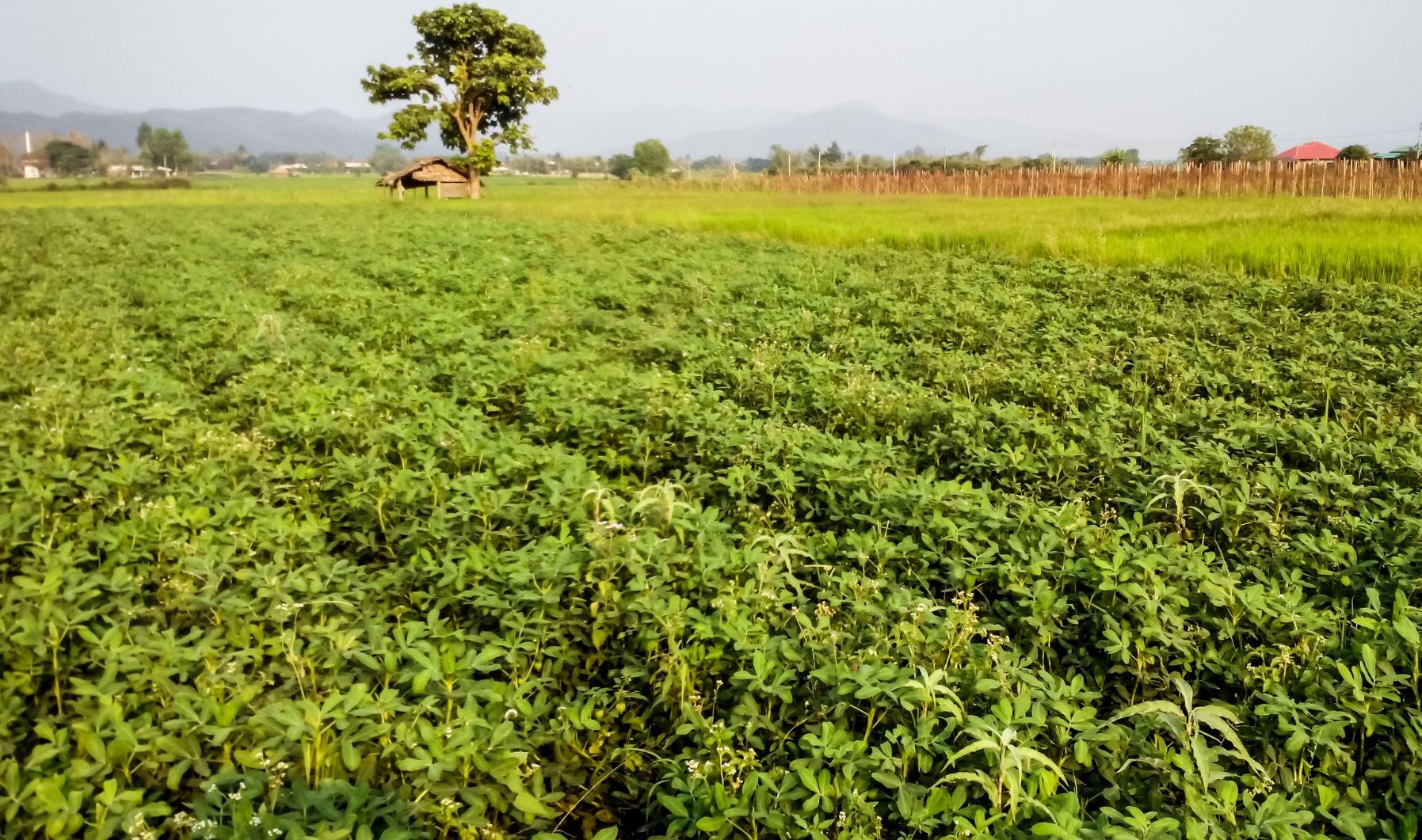 Fertilizantes para el cultivo del cacahuete