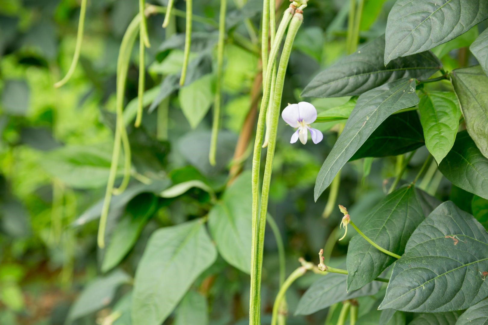 Información de la planta de la alubia carilla y cómo seleccionar la variedad