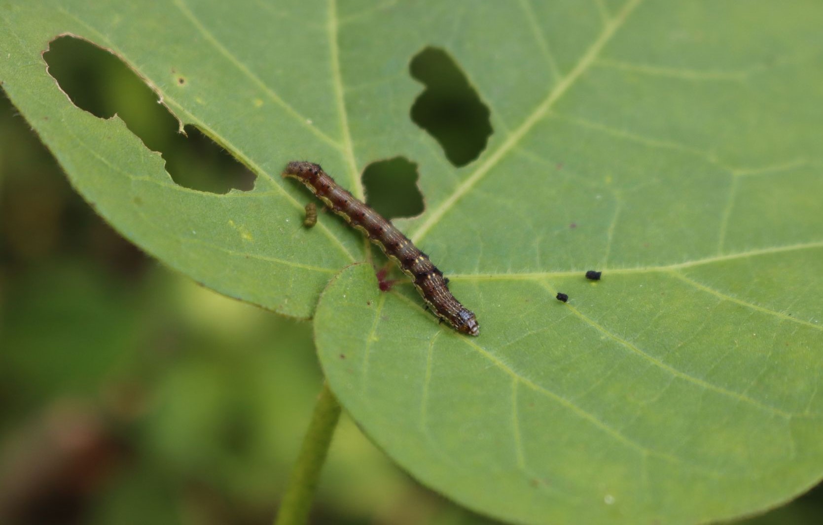 La relación planta-insecto: los mecanismos de defensa de las plantas contra las plagas de insectos
