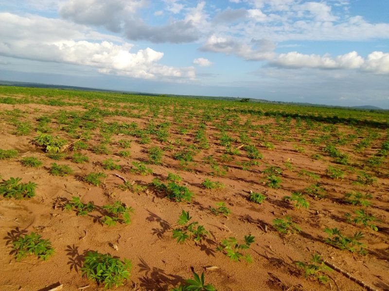 Necesidades de agua y sistemas de riego de la yuca