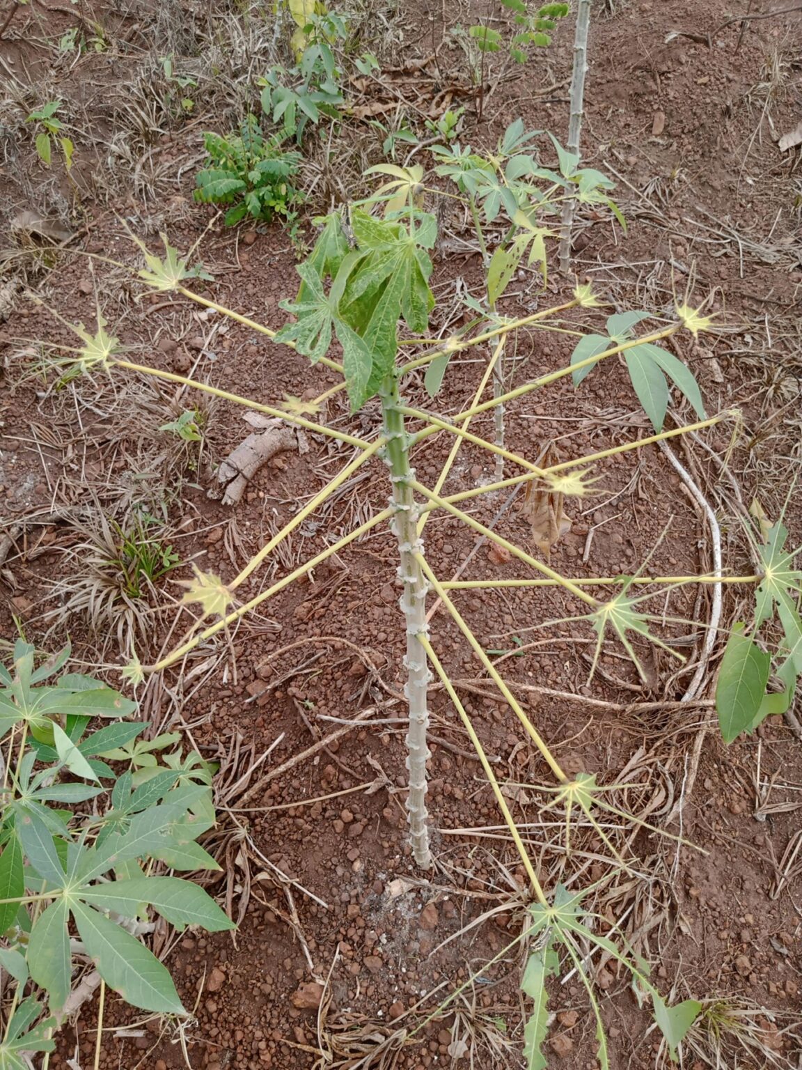 Plagas y enfermedades de la yuca