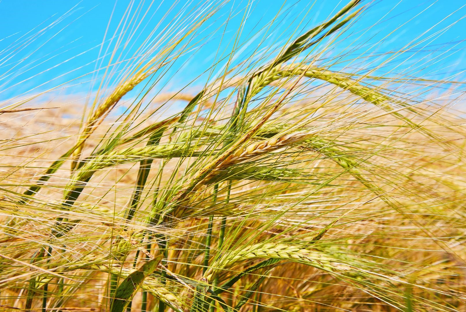 Pre-Breeding: The Future of Crop Improvement