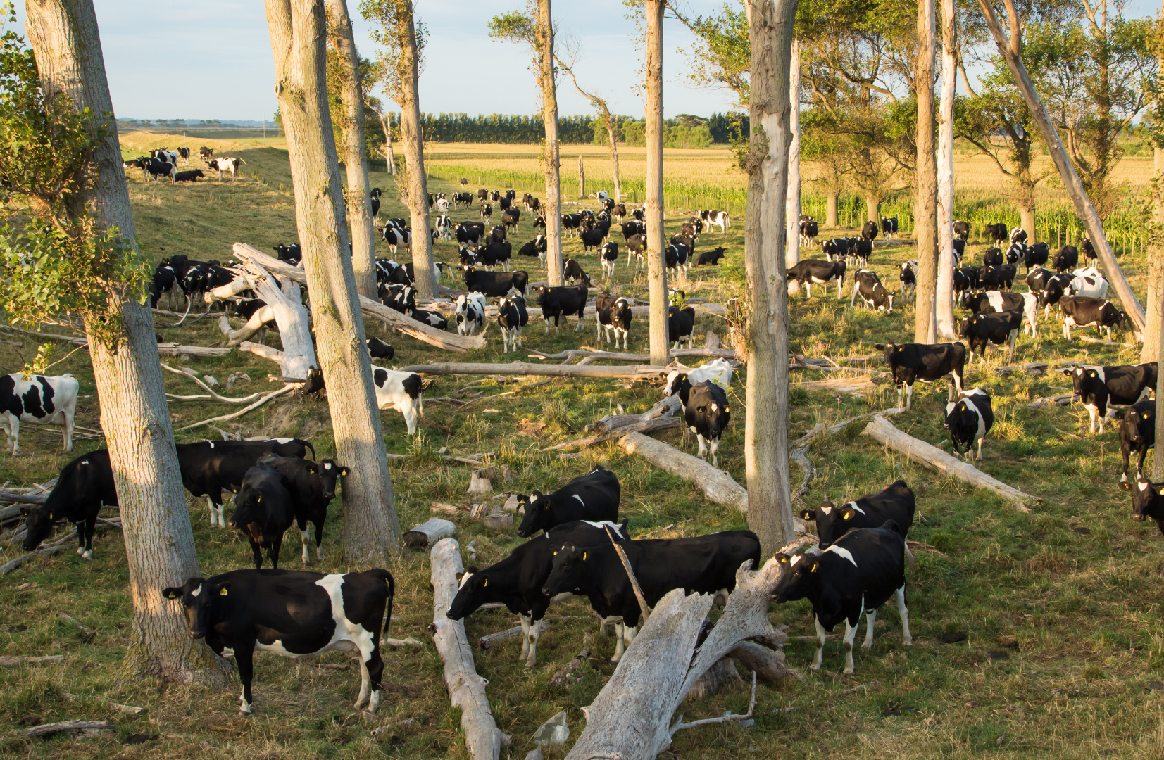 Qué es el silvopastoreo y cómo pueden aplicarlo y beneficiarse de él los agricultores ¿Qué es el silvopastoreo y cómo pueden aplicarlo y beneficiarse de él los agricultores?