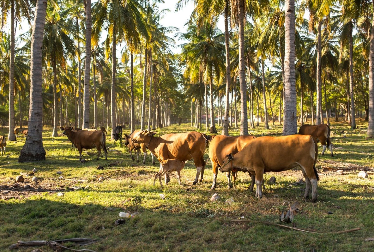 ¿Qué es el silvopastoreo y cómo pueden aplicarlo y beneficiarse de él los agricultores?