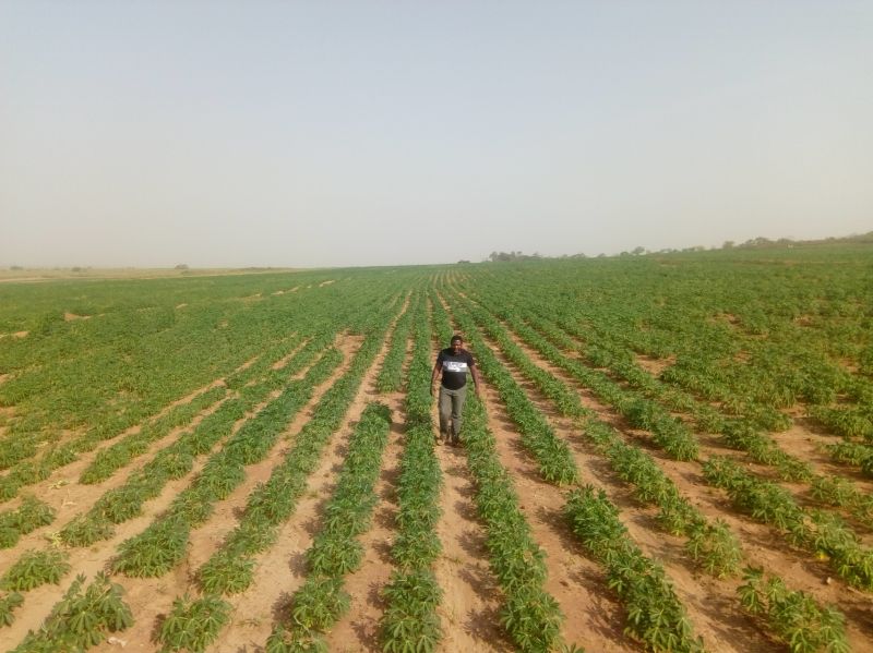 Requisitos climáticos y del suelo de la yuca