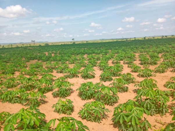 Variedades de yuca