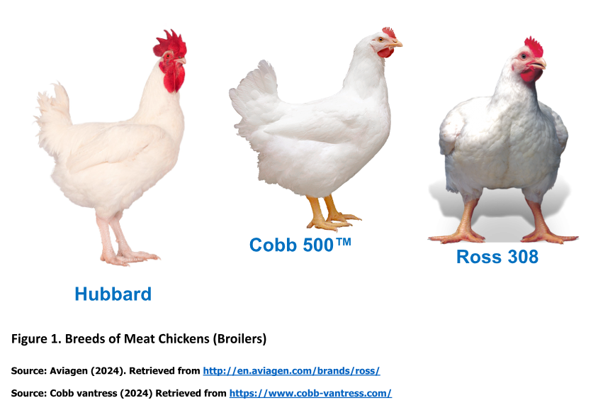 Improving Broiler Chicken Production Trends And Techniques Wikifarmer Improving Broiler Chicken Production Trends And Techniques Wikifarmer