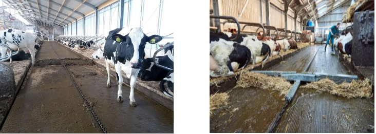 Automated-Manure-Scrape