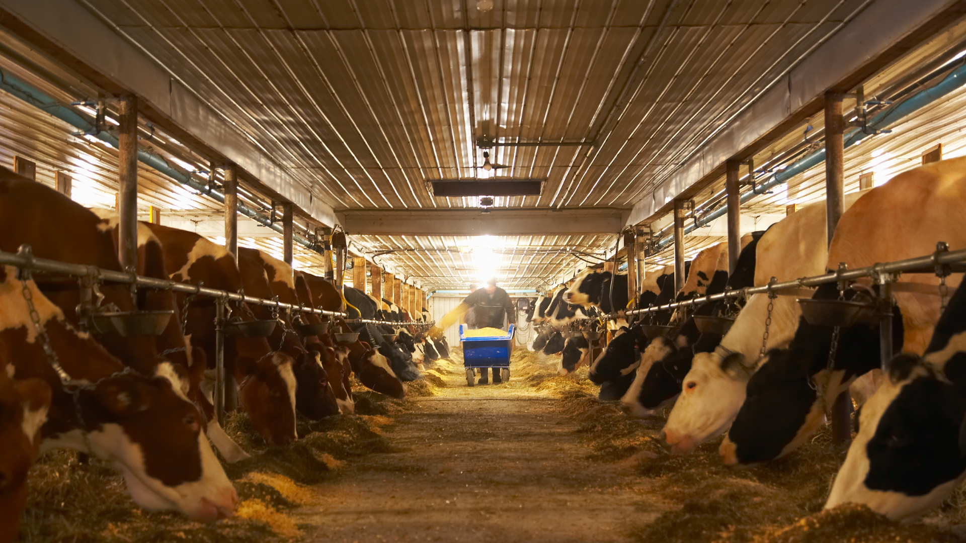 Sustainable Cattle Housing: Building Better Barns for Health, Welfare, and Productivity